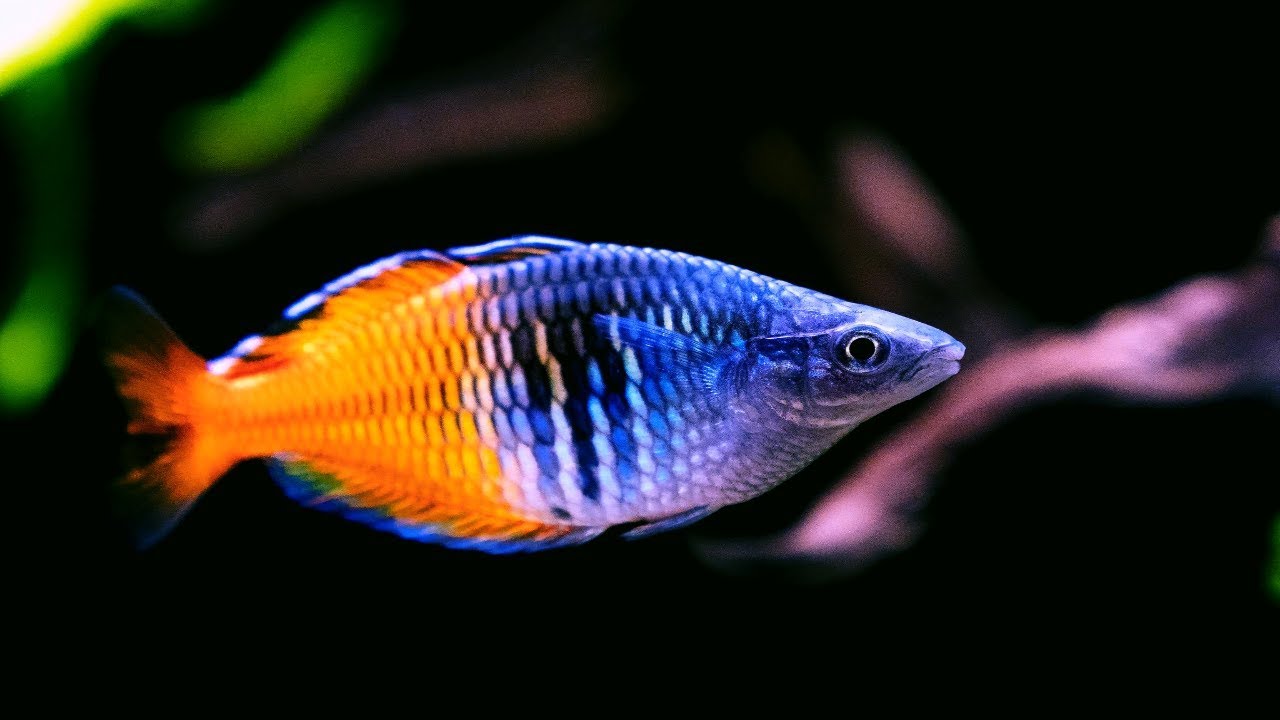 Boesemans Rainbow Fish
