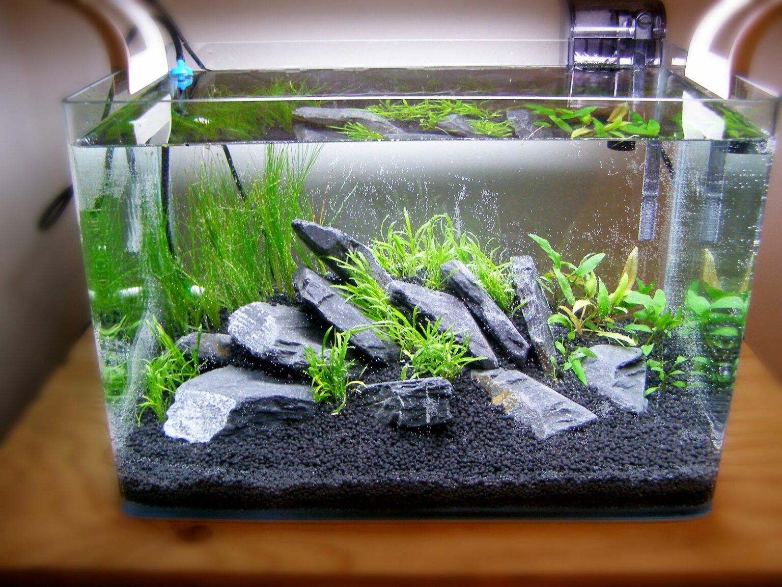 Mudah untuk Pemula! 10 Cara Membuat Aquascape Sendiri di